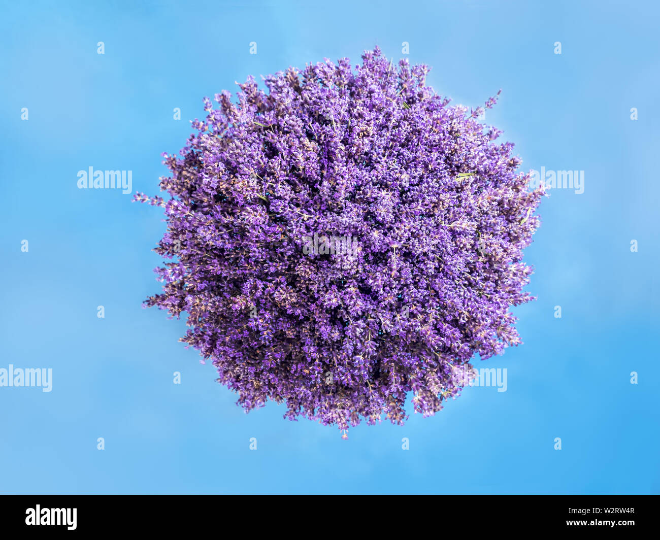 Sphäre als kleinen Planeten mit frischem Lavendel Blüten auf blauem Hintergrund Stockfoto