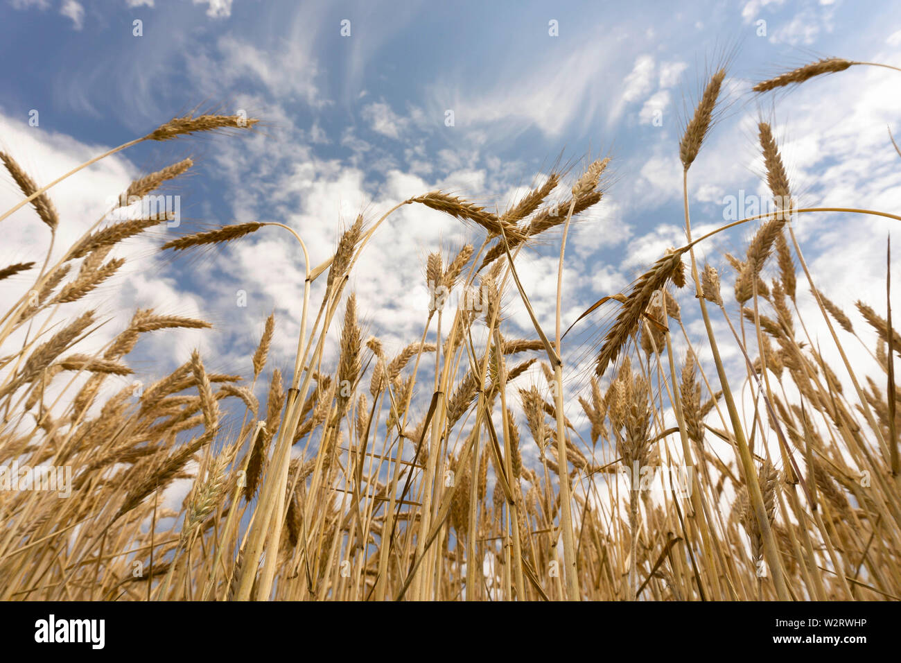 Nahaufnahme - weizenfeld vor einem blauen Himmel und Wolken Stockfoto