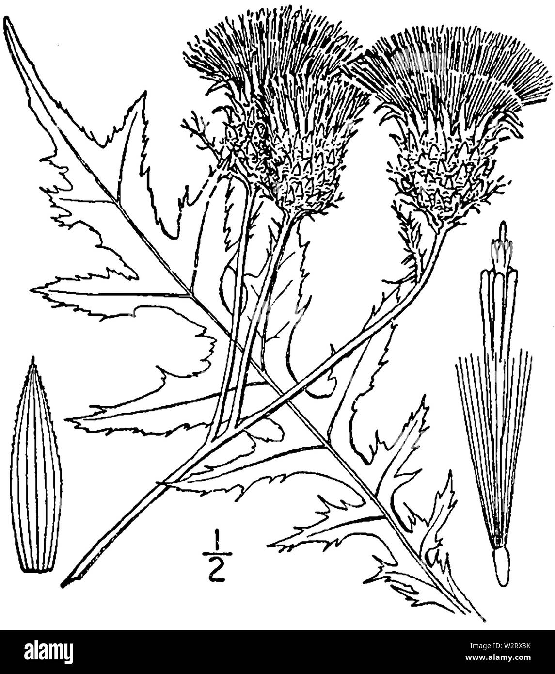 Cirsium muticum Zeichnung 1 Stockfoto