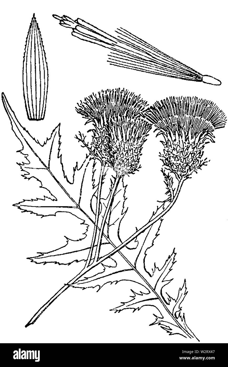 Cirsium muticum Zeichnung 2 Stockfoto