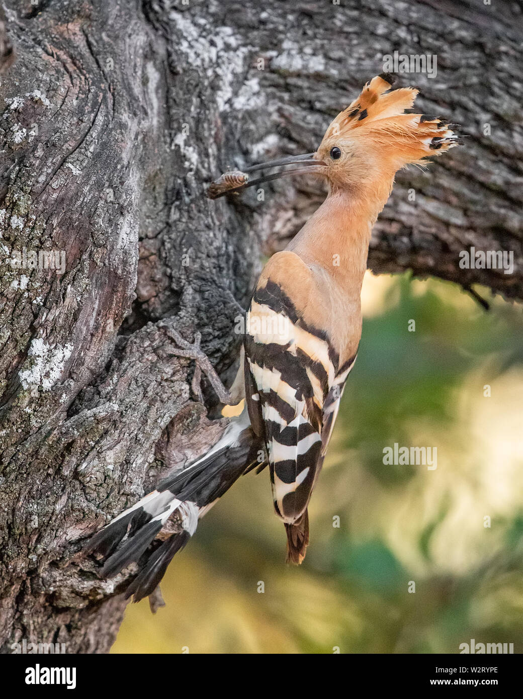 Eurasischen Wiedehopf (Upupa epops) am Eingang zum Nest in Baumstamm, ein Insekt zu Junge im Nest, Gard, Frankreich Stockfoto