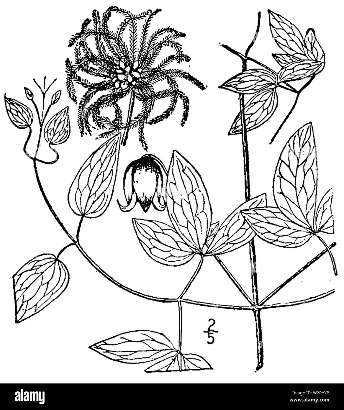 Botanische Illustration der Clematis viorna aus dem Jahre 1913. Stockfoto