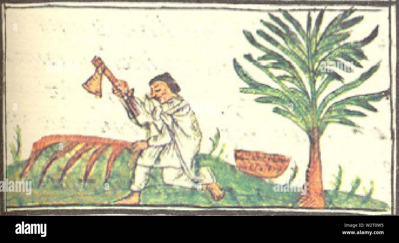 Nephriticum Coatli (lignum) - Florentiner Codex f203 v Stockfoto