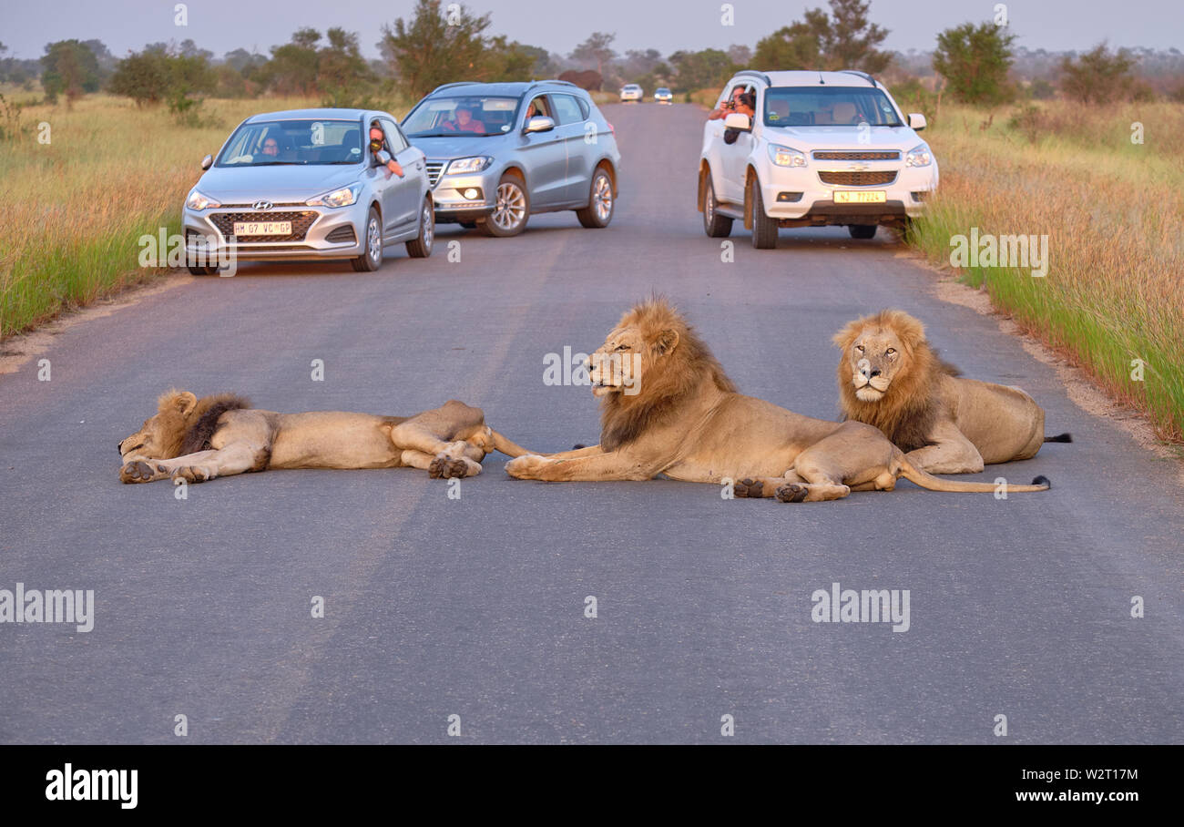 Drei männliche Löwen liegen in der Mitte der Straße, die mit dem Auto Stop während einer Safari im Krüger Park zu bewundern. Stockfoto