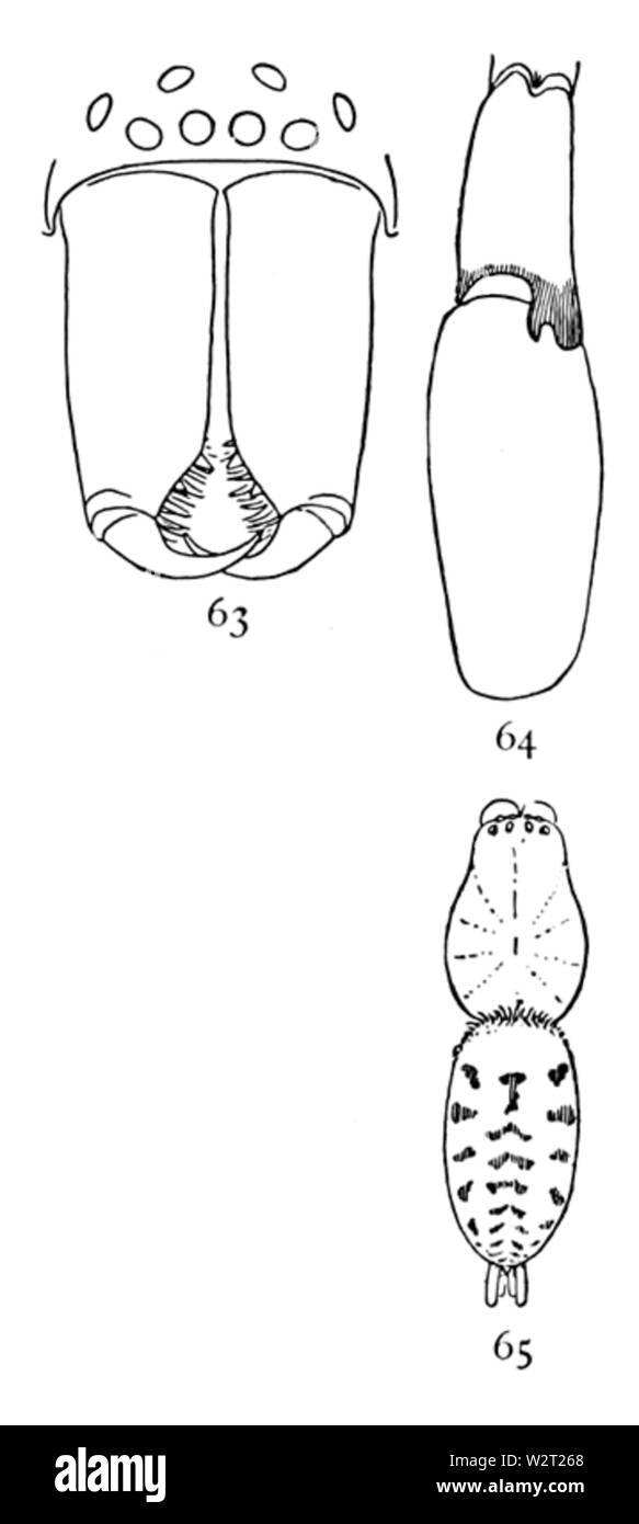 Gemeinsame Spinnen UNS 063-5 Stockfoto