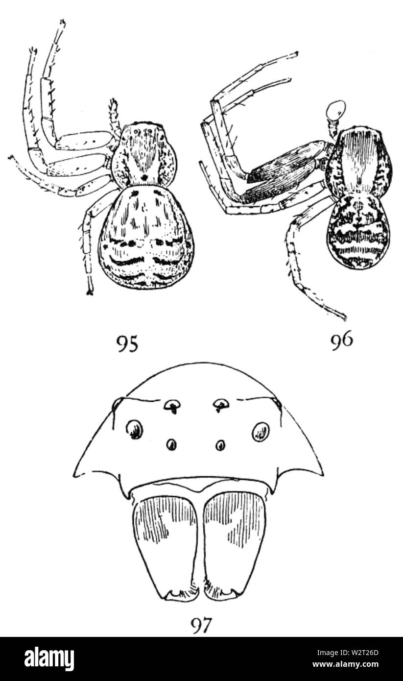 Gemeinsame Spinnen UNS 095-7 Stockfoto
