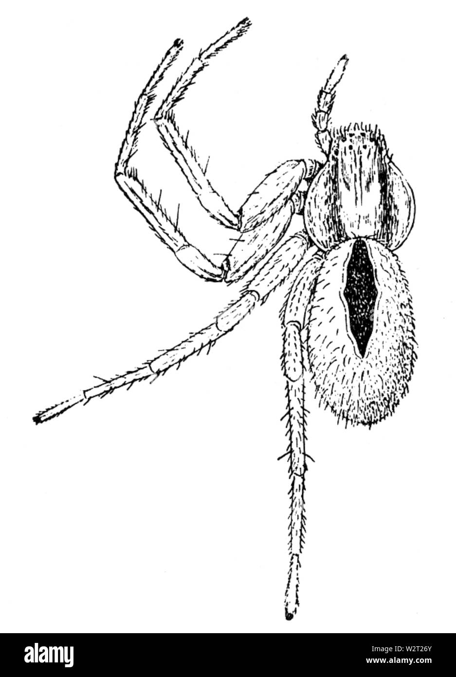 Gemeinsame Spinnen uns 117 Stockfoto