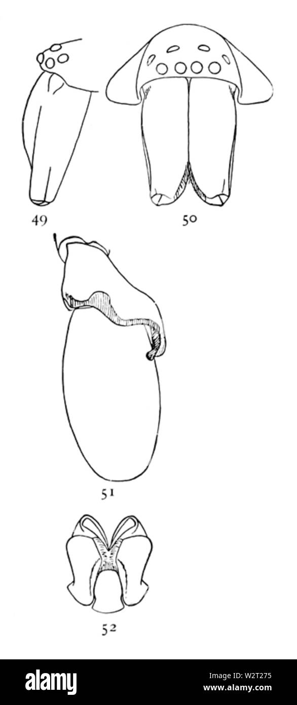 Gemeinsame Spinnen UNS 049-52 Stockfoto