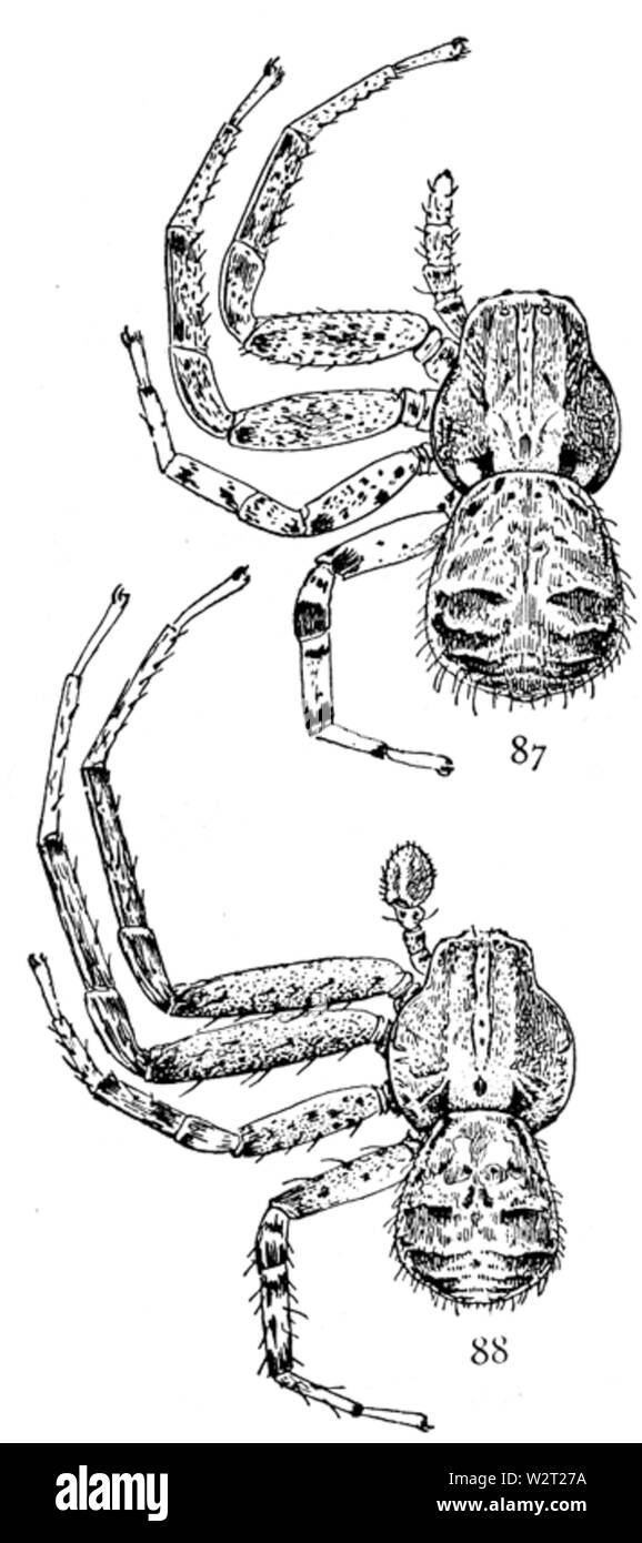 Gemeinsame Spinnen UNS 087-8 Stockfoto