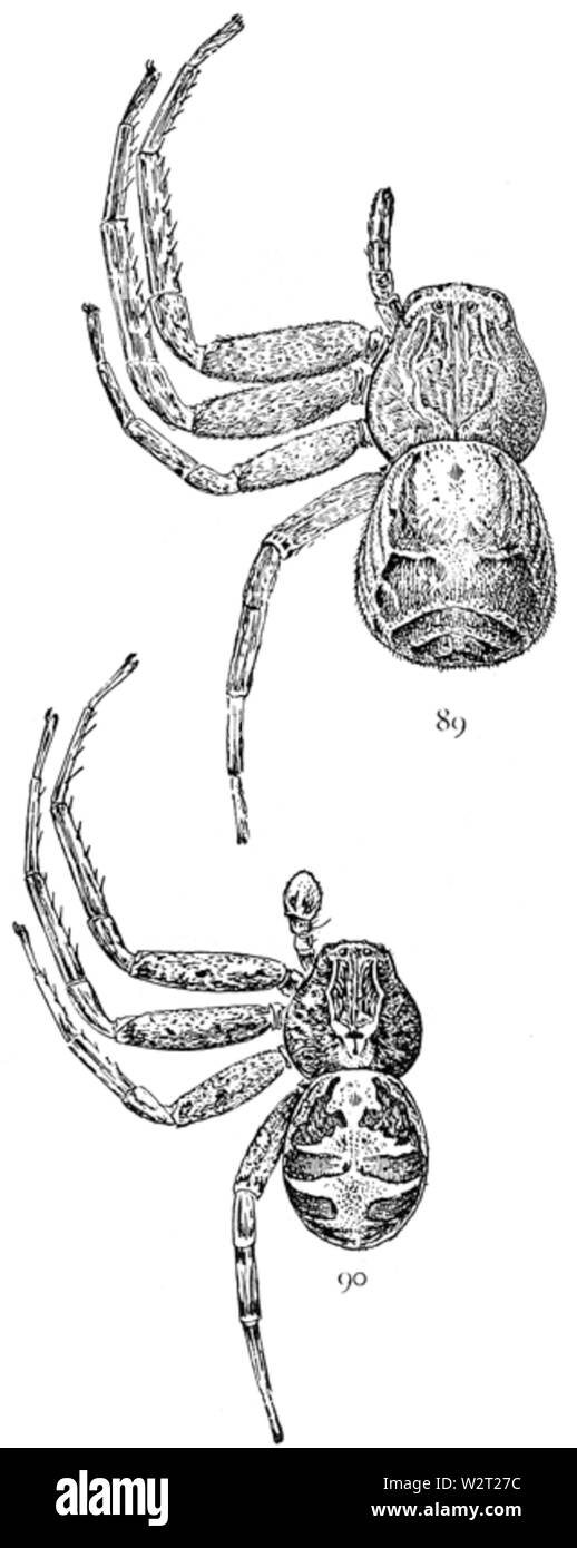 Gemeinsame Spinnen UNS 089-90 Stockfoto