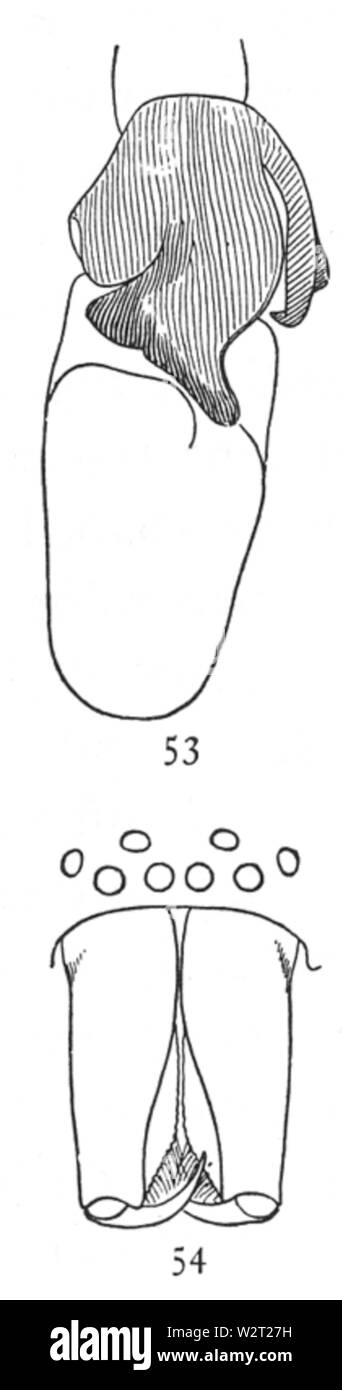 Gemeinsame Spinnen UNS 053-4 Stockfoto