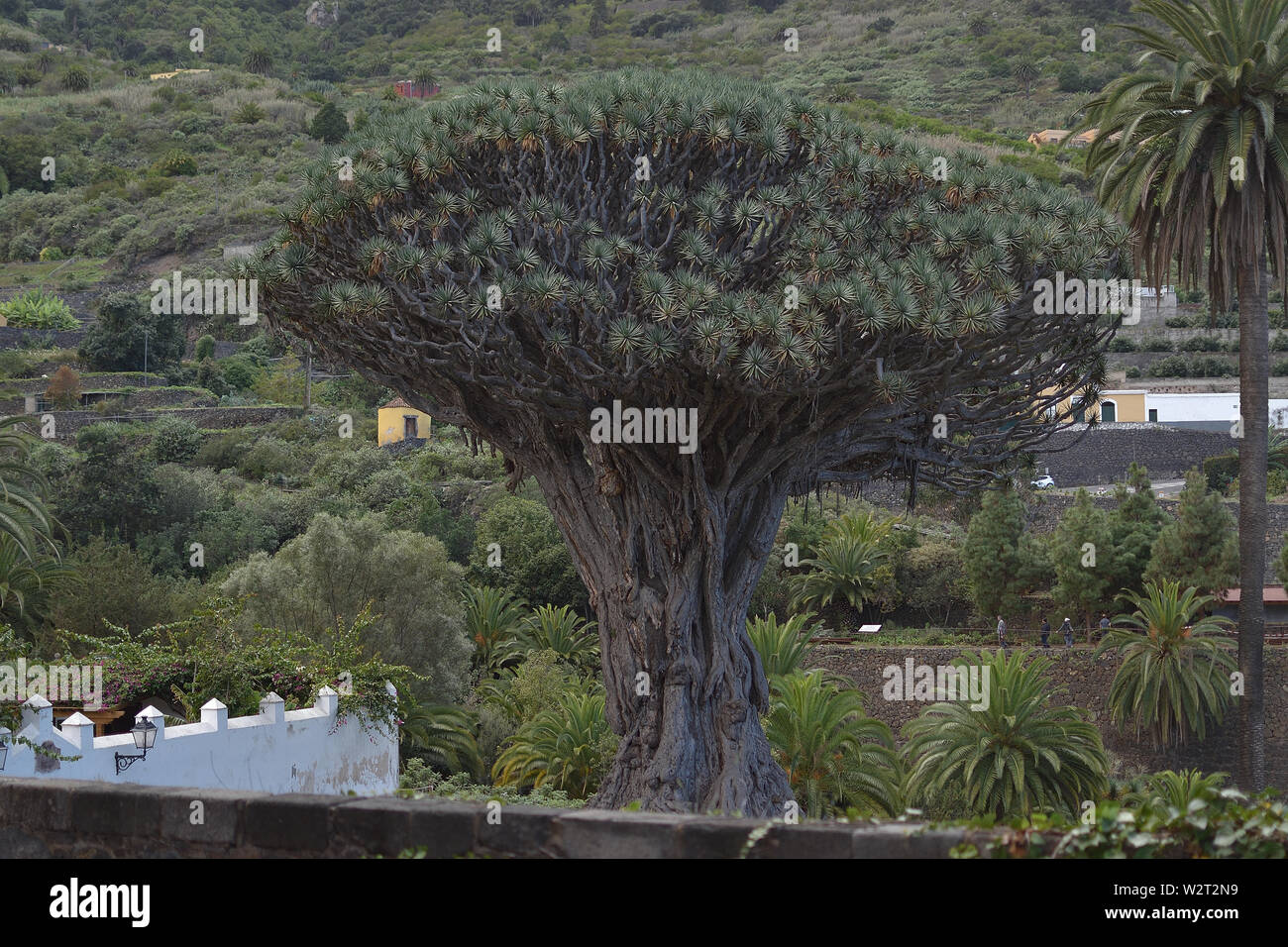 Drachenbaum in Icod de los Vinos, Teneriffa. Stockfoto