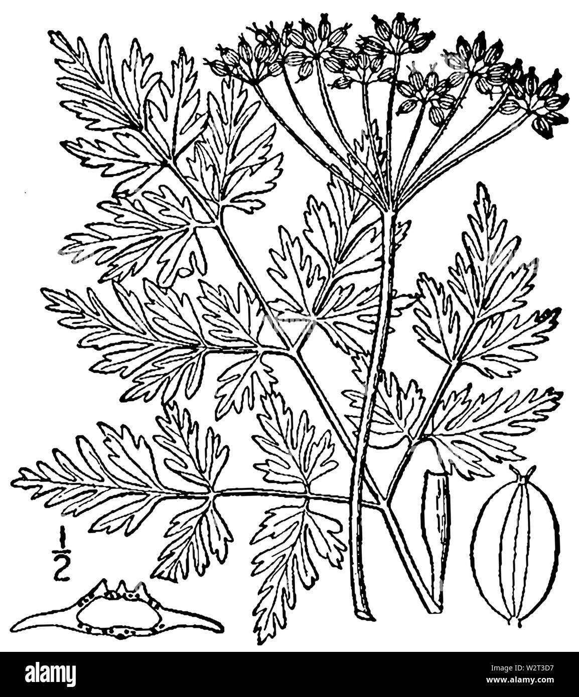 Conioselinum chinense BB 1946-1974 Stockfoto
