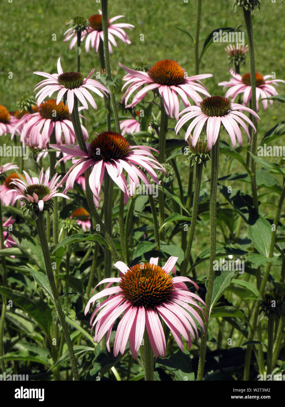 Echinacea purpurea 'Bright Star' Blume Stockfoto
