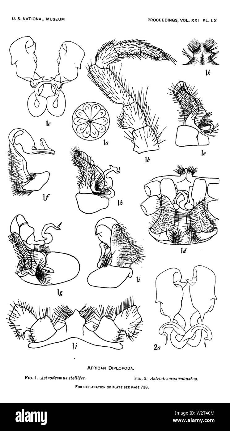 Cook 1899 Gomphodesmidae Platte 60 Stockfoto