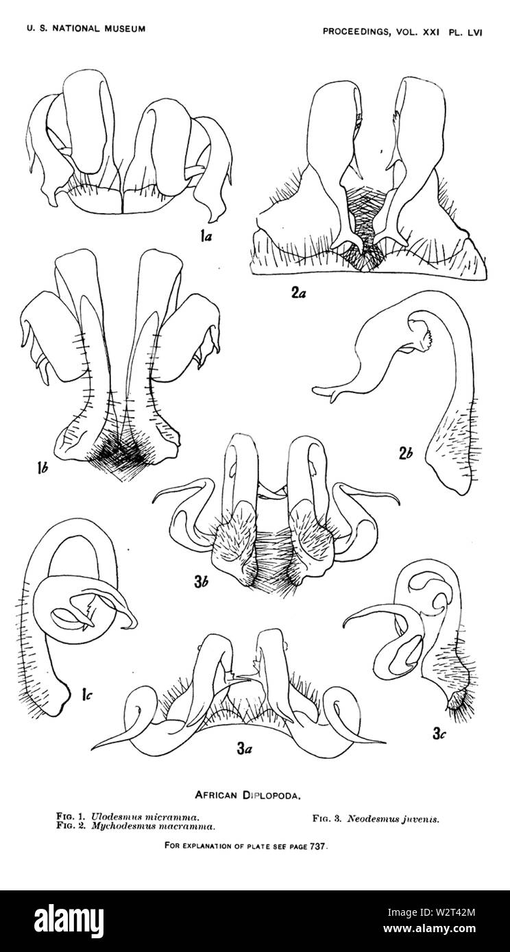 Cook 1899 Gomphodesmidae Platte 56 Stockfoto