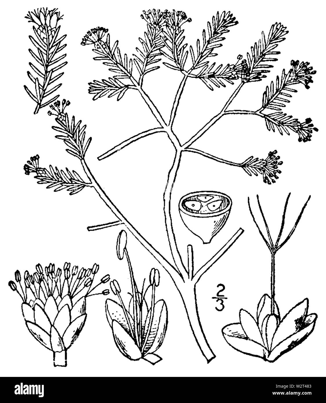 Corema conradii BB 1946-1974 Stockfoto