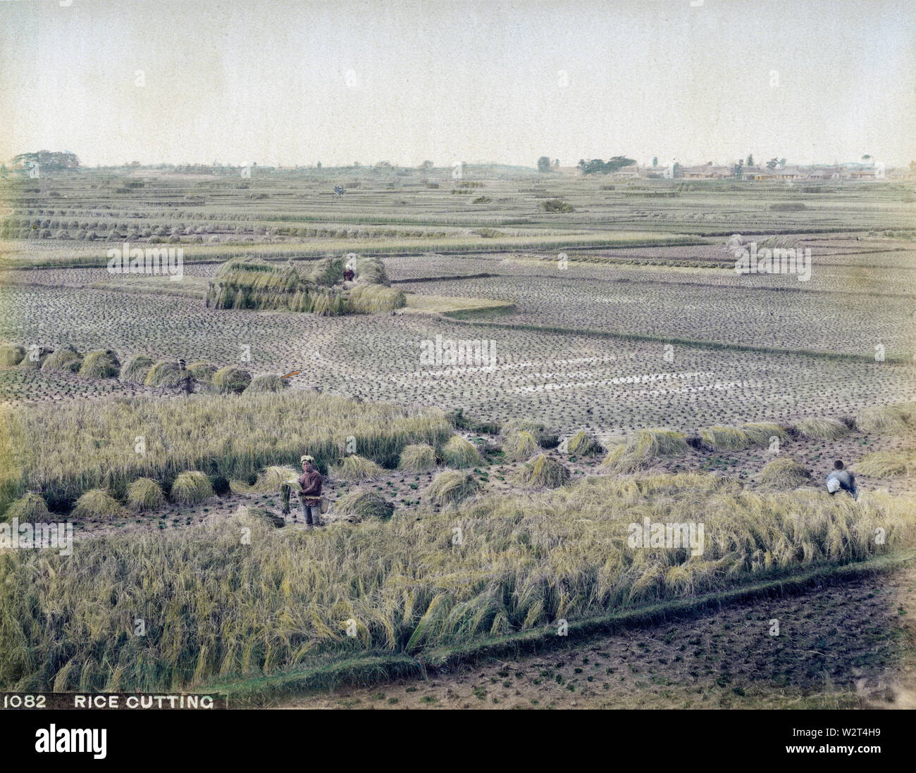 [1890s Japan - Japanische Bauern ernten Reis] - Landwirte der Ernte von Reis. 19 Vintage albumen Foto. Stockfoto