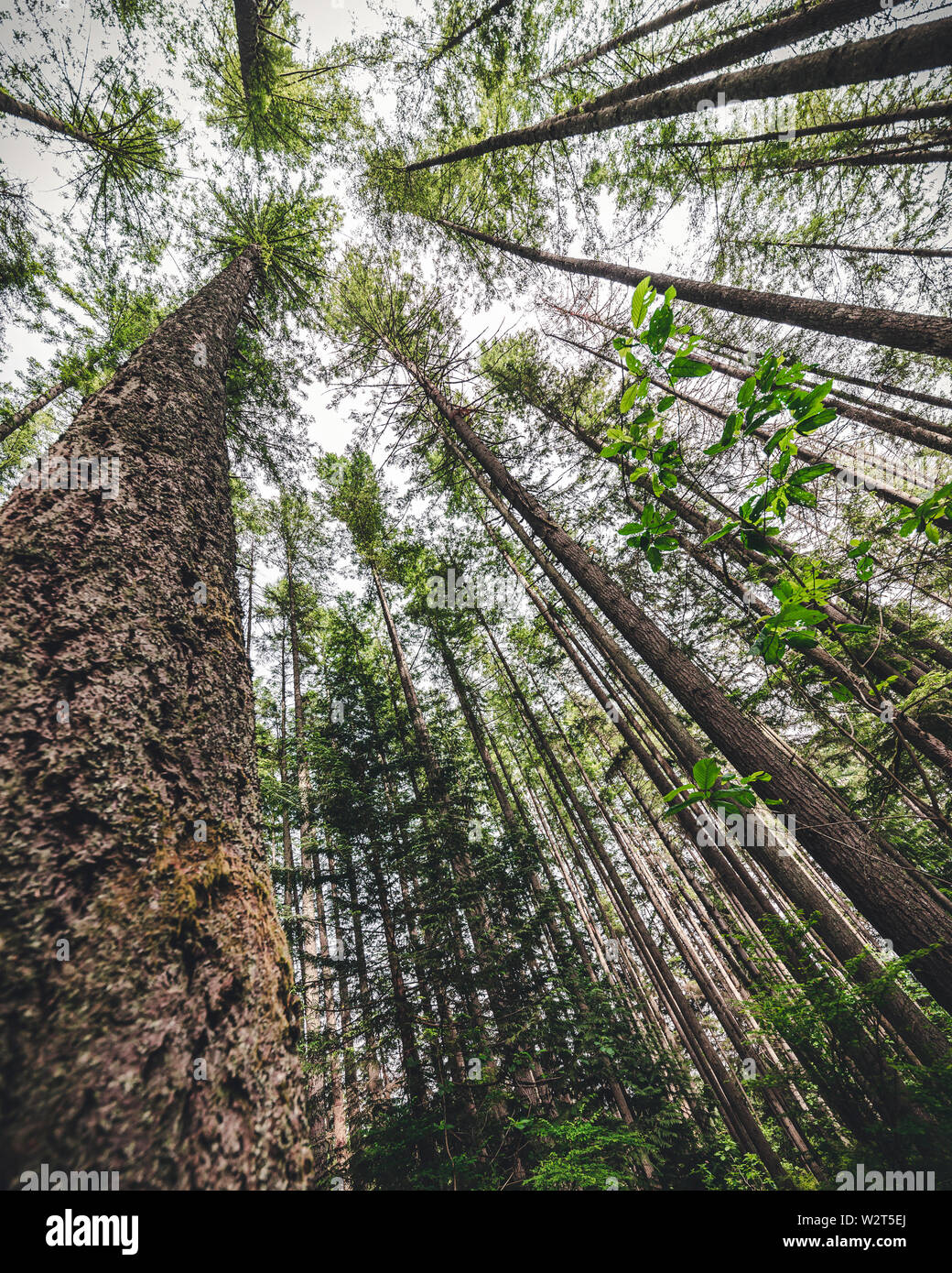 Bogenschiessen Baumstamm Liquidation zur Krone der Wald Stockfoto