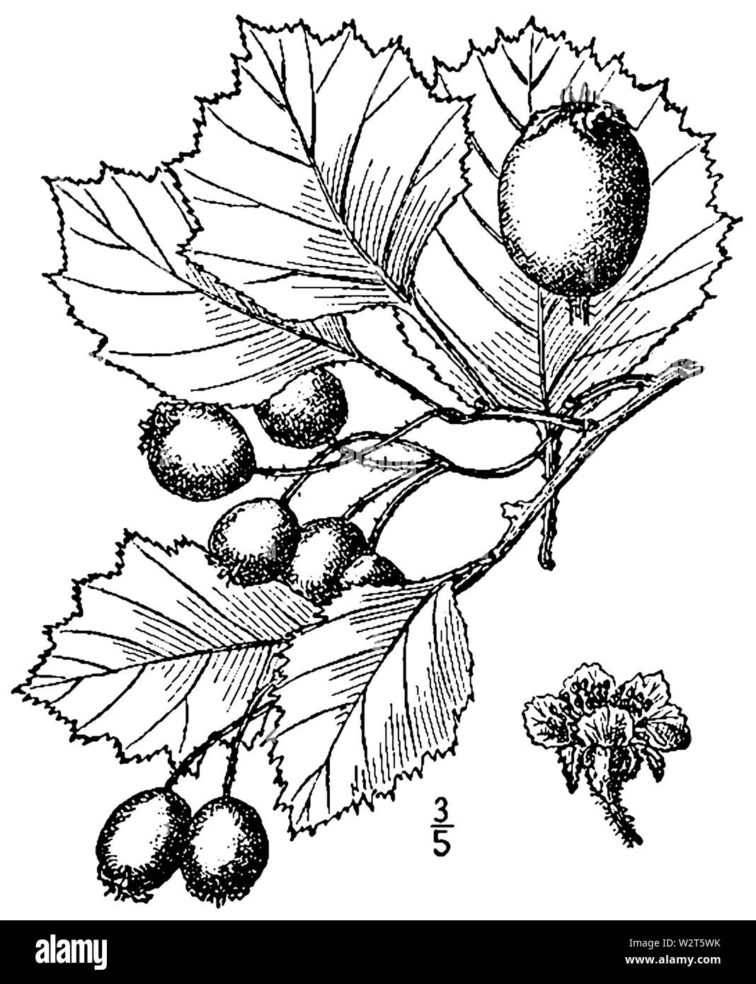 Crataegus irrasa als C oakesiana Stockfoto