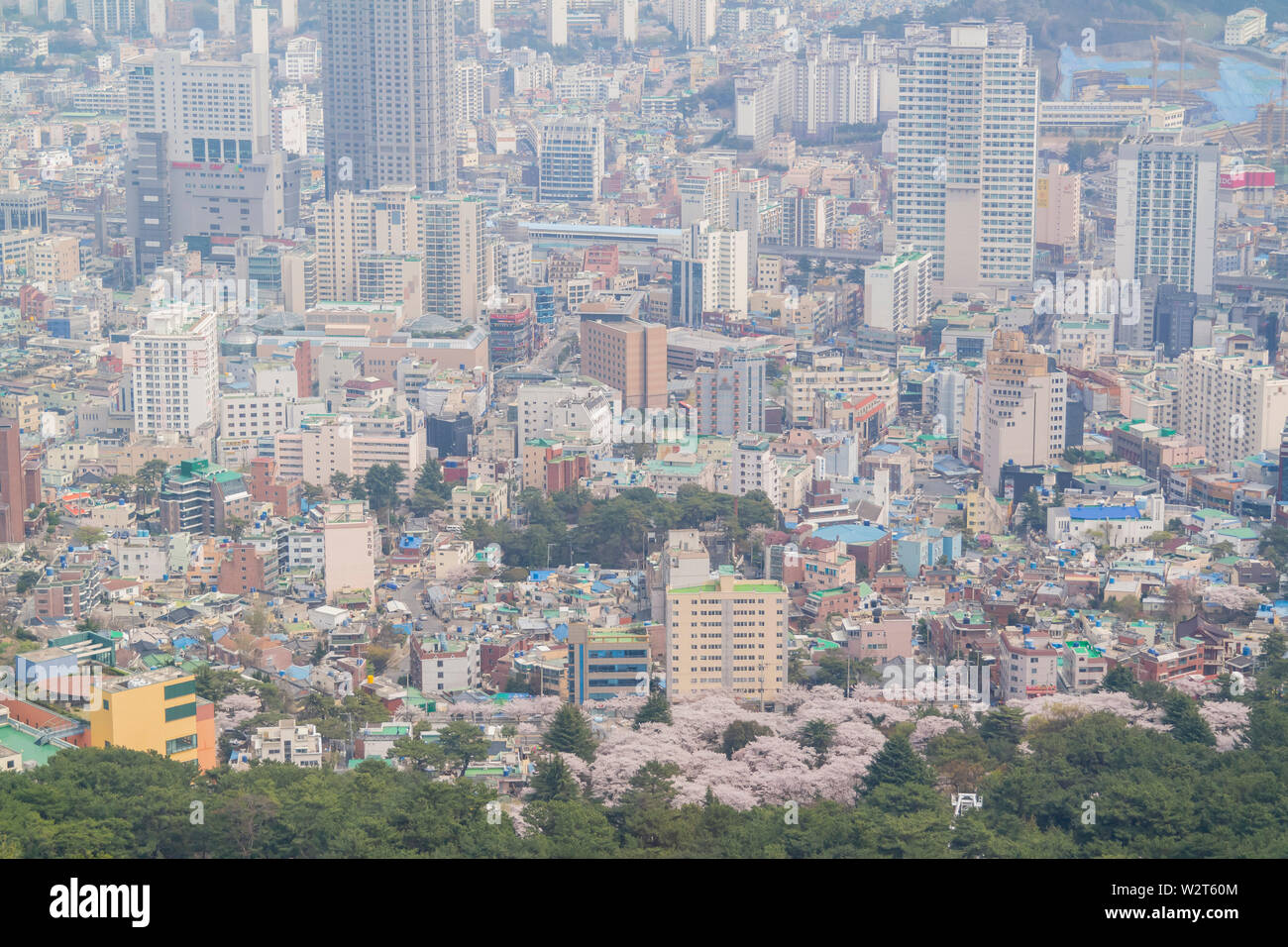 Luftaufnahme der Busan downtown Stadtbild mit cherry tree blossom bei Geumggan Park, Busan, Südkorea Stockfoto