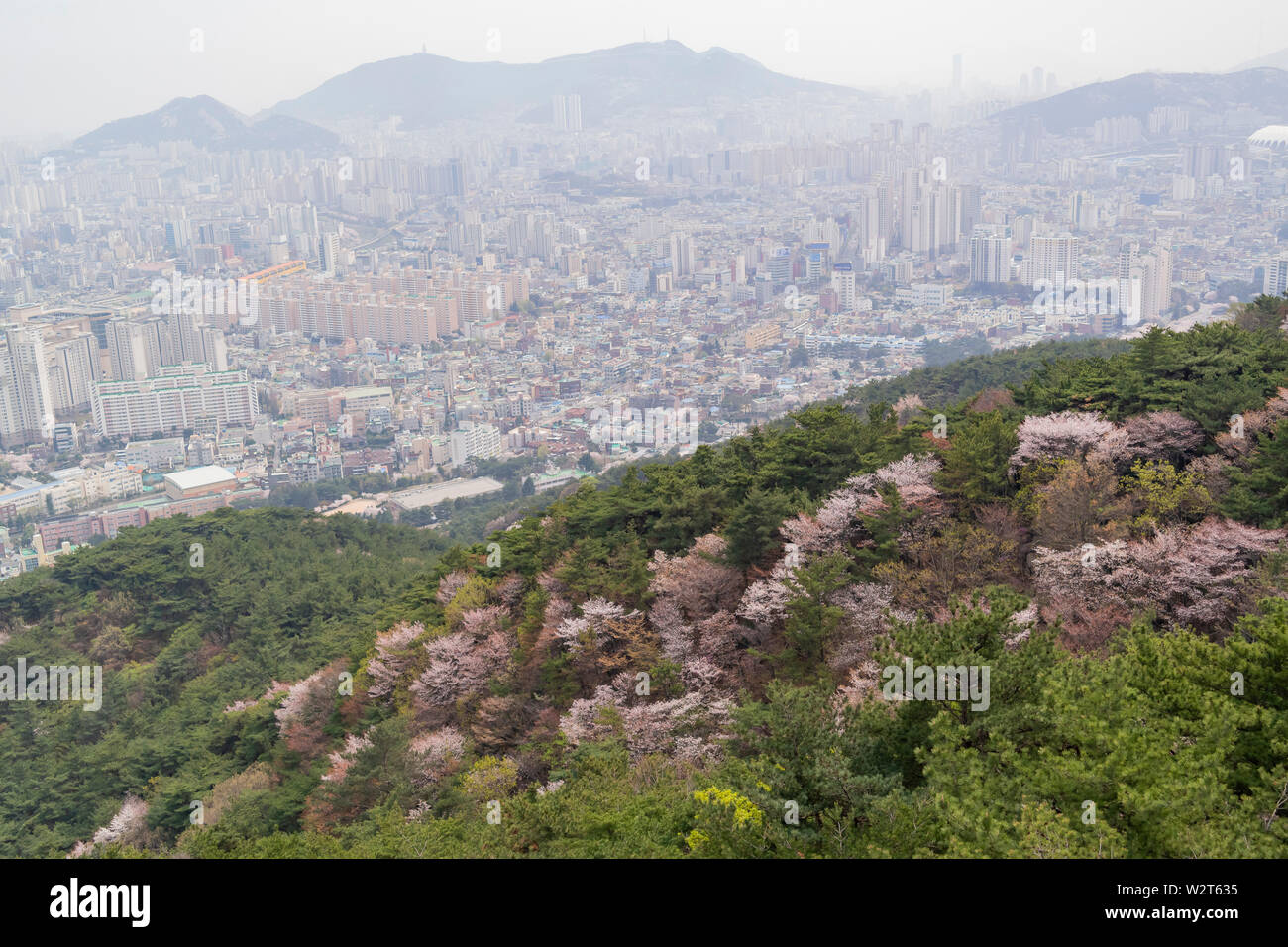 Luftaufnahme der Busan downtown Stadtbild mit cherry tree blossom bei Geumggan Park, Busan, Südkorea Stockfoto