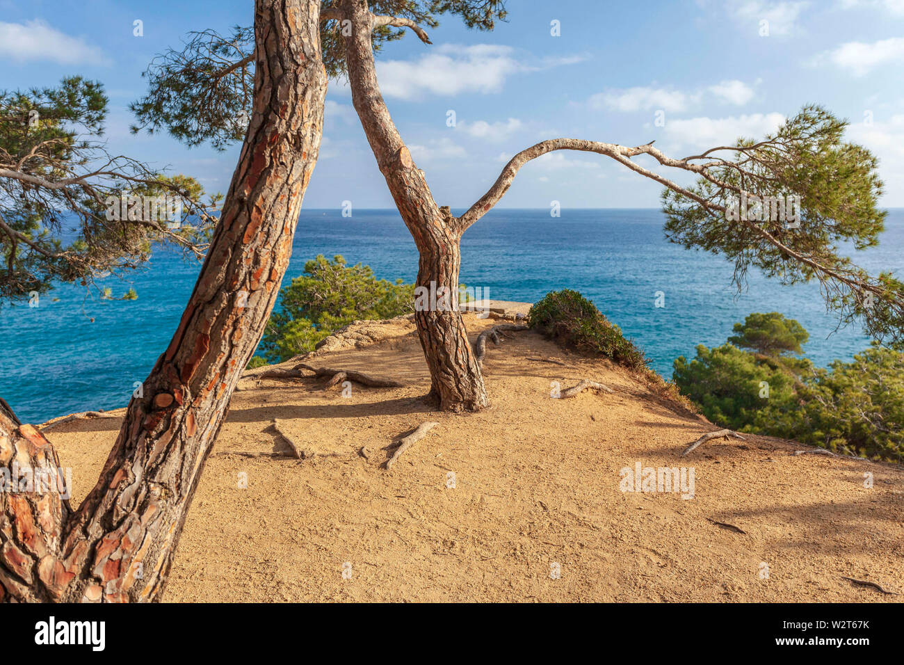 Typische mediterrane Landschaft mit Pinien und Meer in Lloret de Mar, Costa Brava, Katalonien, Spanien. Stockfoto