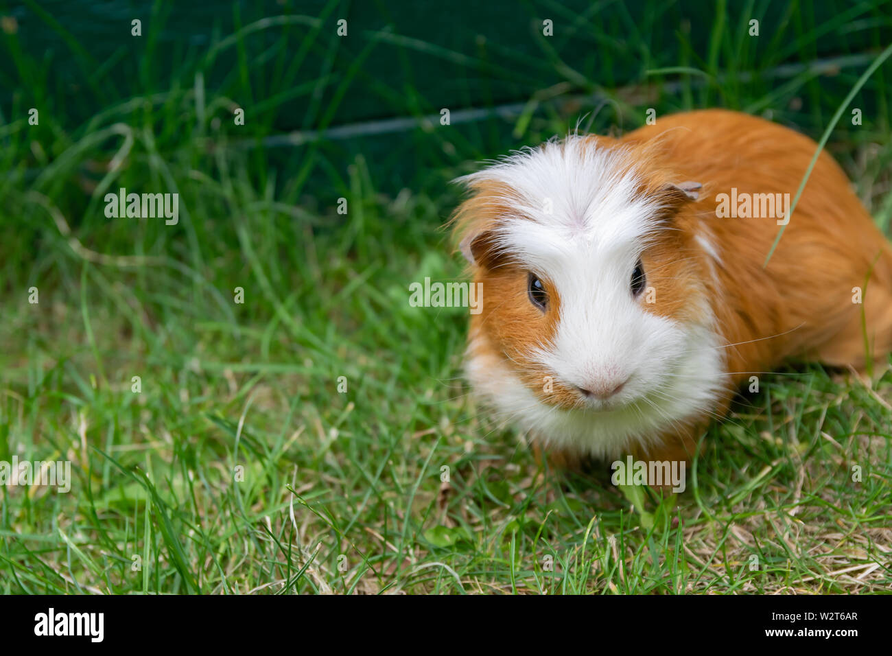 Weiß braun Meerschweinchen im Garten auf grünem Gras. Stockfoto