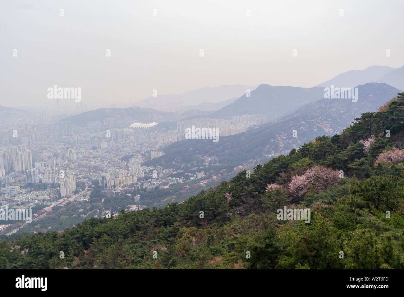 Luftaufnahme der Busan downtown Stadtbild mit cherry tree blossom bei Geumggan Park, Busan, Südkorea Stockfoto