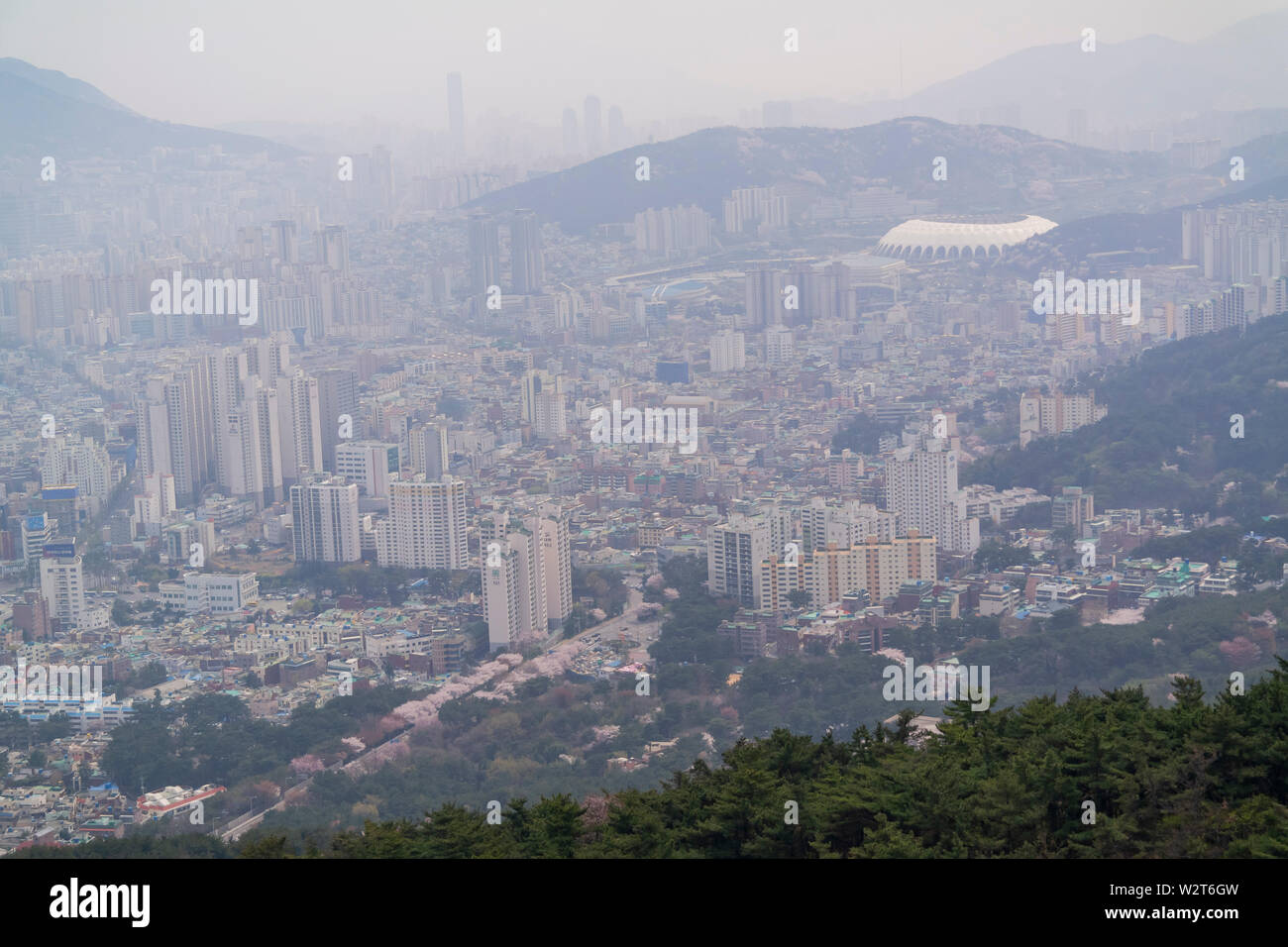 Luftaufnahme der Busan downtown Stadtbild mit cherry tree blossom bei Geumggan Park, Busan, Südkorea Stockfoto