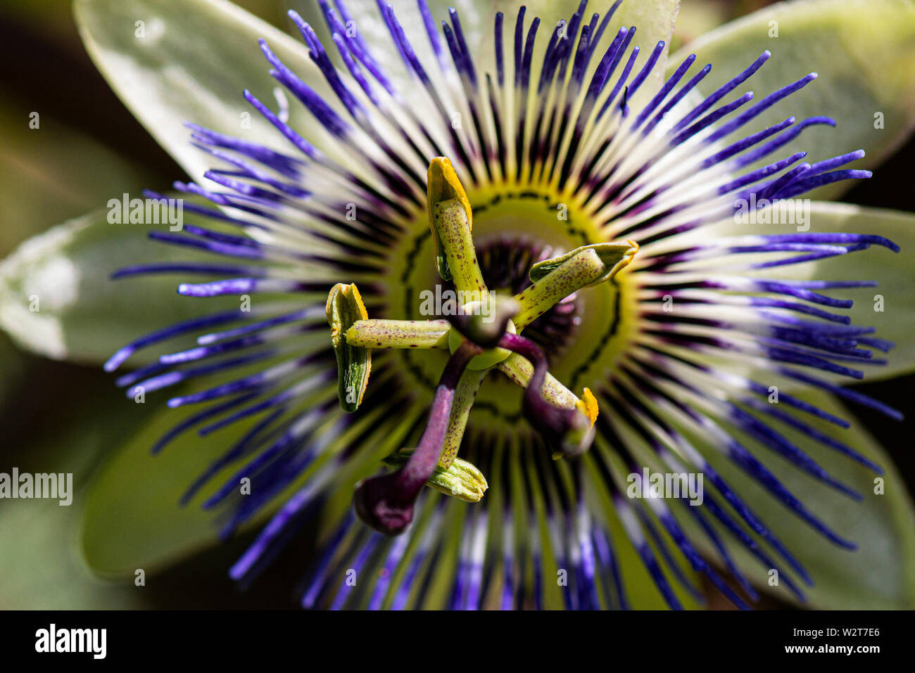 Eine blaue Passionsblume (Passiflora caerulea) Stockfoto