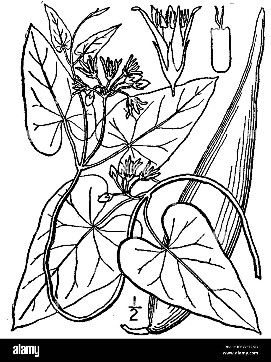 Botanische Illustration von Cynanchum laeve aus dem Jahre 1913. Stockfoto