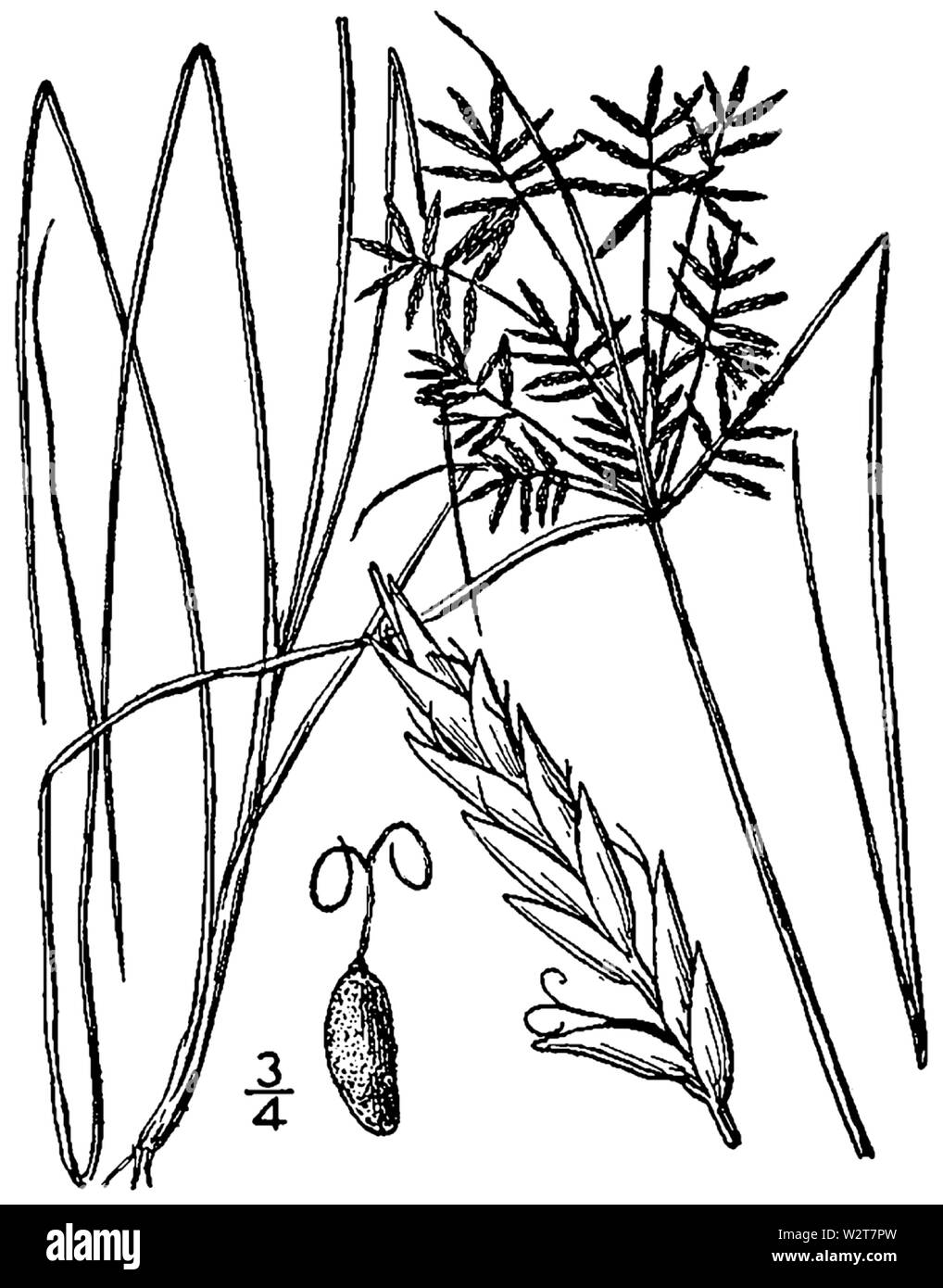 Cyperus polystachyos var polystachyos BB 1946-1974 Stockfoto