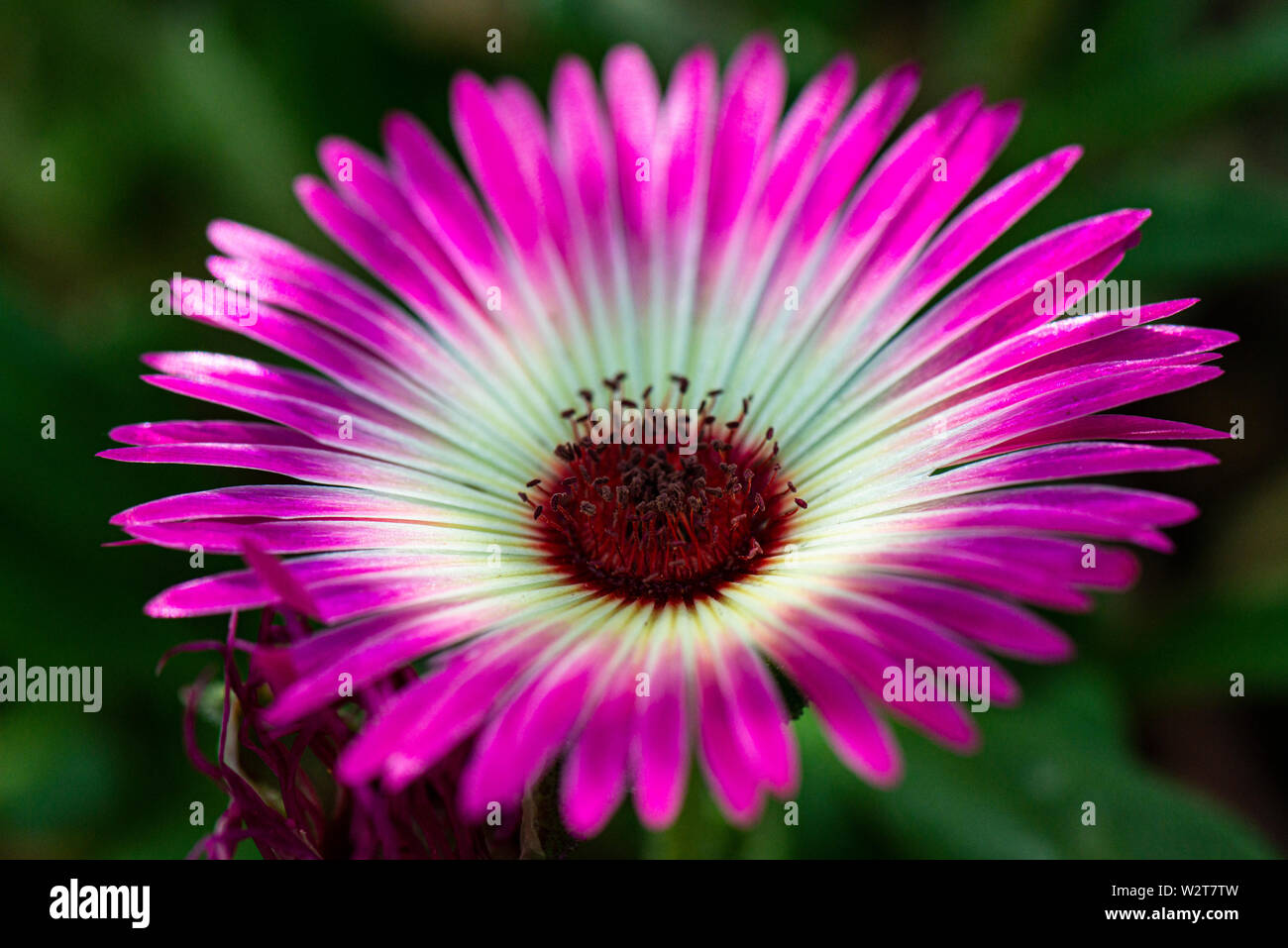 Eine Blume eines Livingstone Daisy Magic Carpet Serie (Dorotheanthus bellidiformis Magic Carpet-Serie) Stockfoto