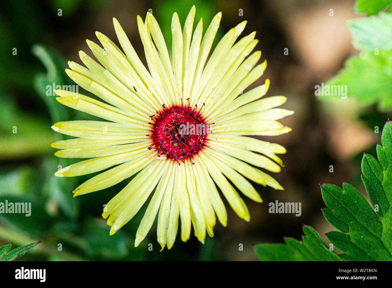 Eine Blume eines Livingstone Daisy Magic Carpet Serie (Dorotheanthus bellidiformis Magic Carpet-Serie) Stockfoto