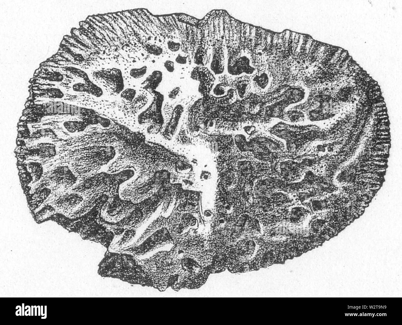 Deinosuchus - Hatcheri - Abb.-9 Stockfoto