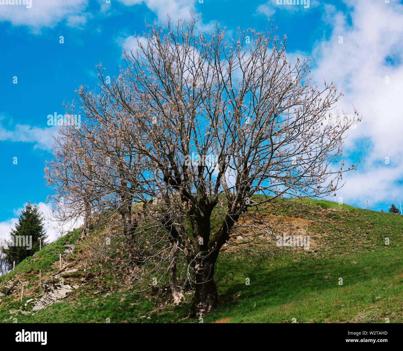 Baum im Frühling in den europäischen Alpen. Stockfoto