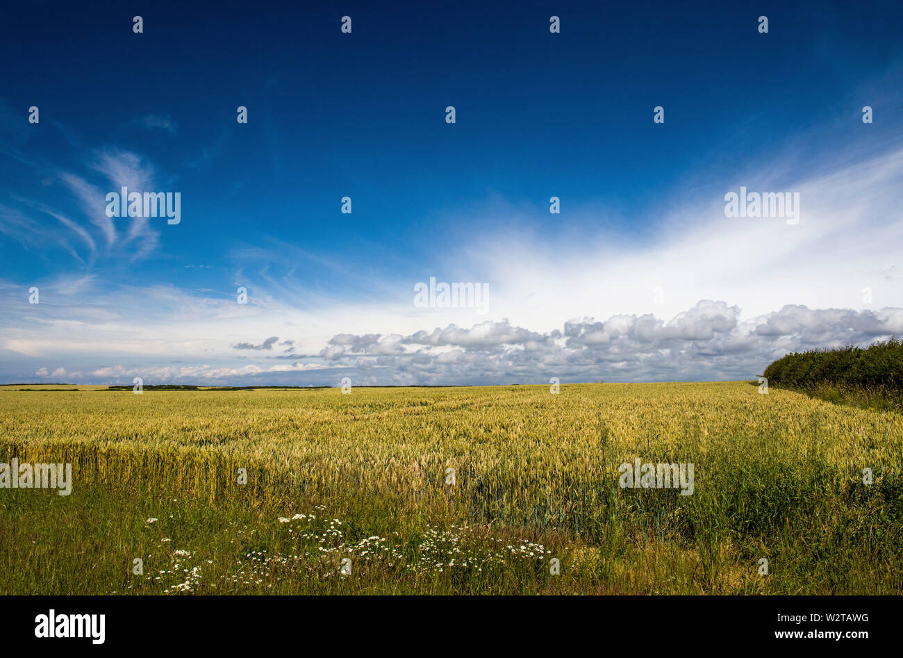 Wheatfield in der Nähe von Monknash in das Tal von Glamorgan South Wales Stockfoto