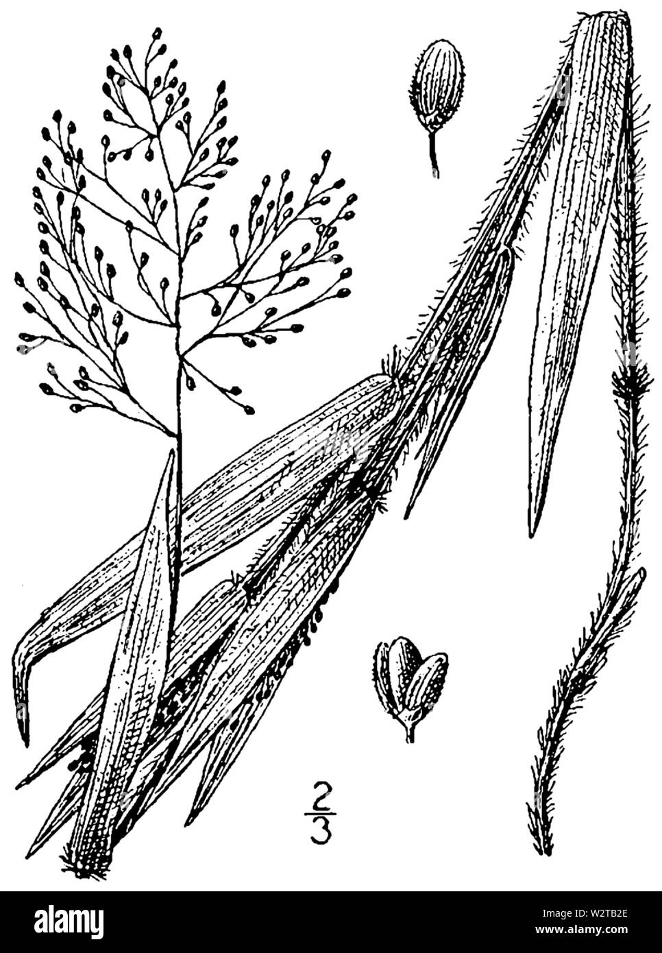 Dichanthelium acuminatum var Fasciculatum (wie Panicum tennesseense) BB 1946-1974 Stockfoto