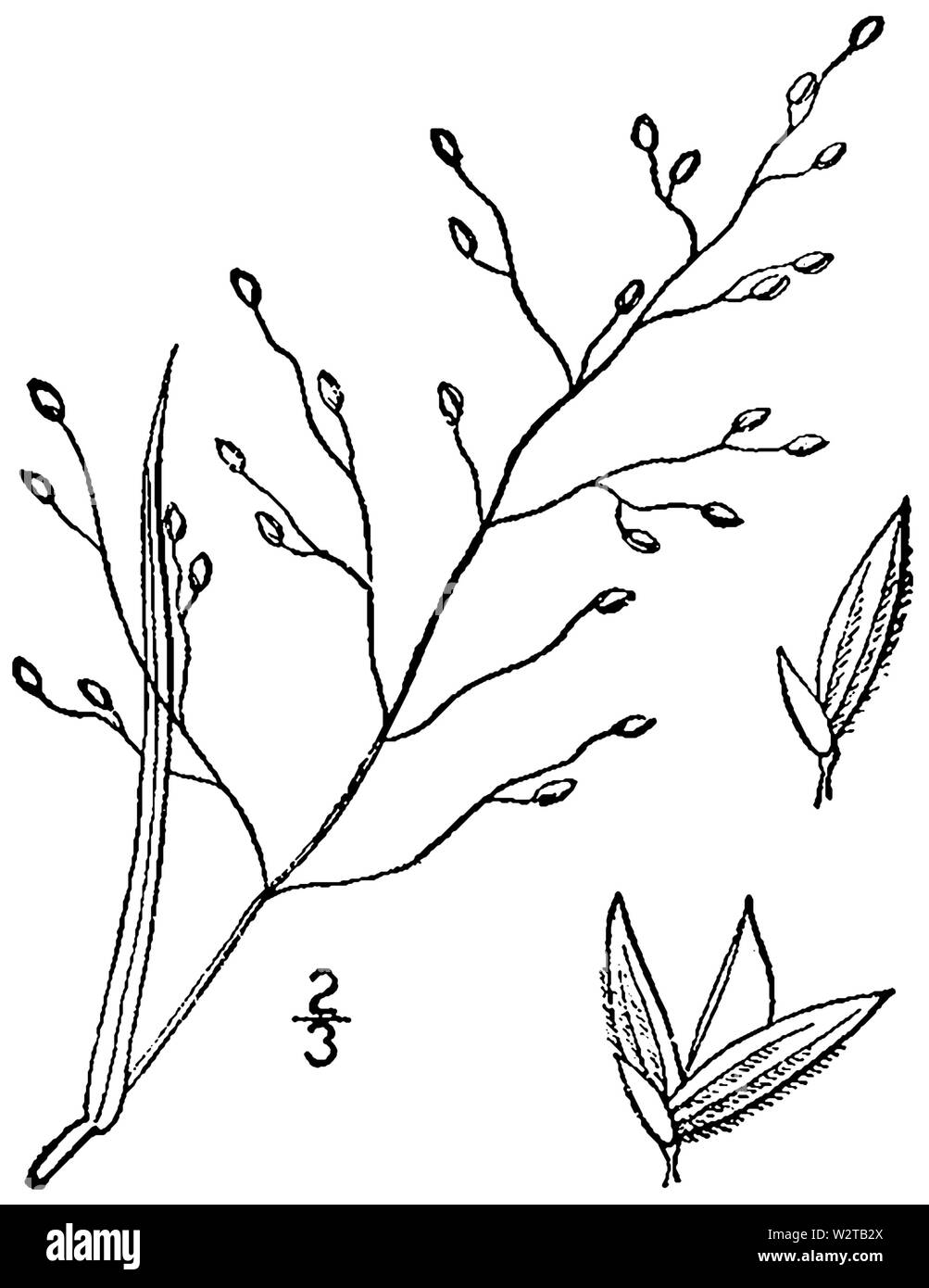 Dichanthelium aciculare var ramosum (wie Panicum angustifolium) BB 1946-1974 Stockfoto