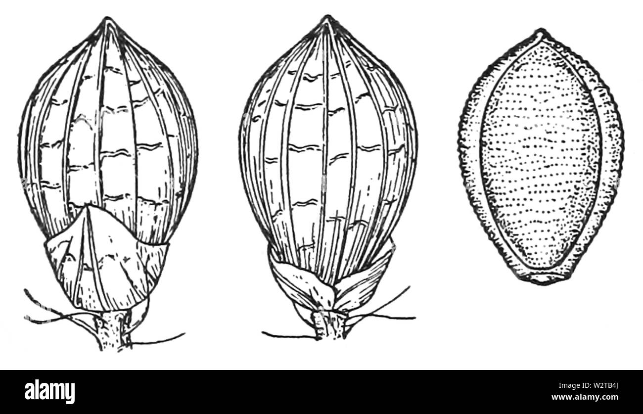 Dichanthelium acuminatum var Fasciculatum (wie Panicum Fasciculatum) HC-1910 Stockfoto