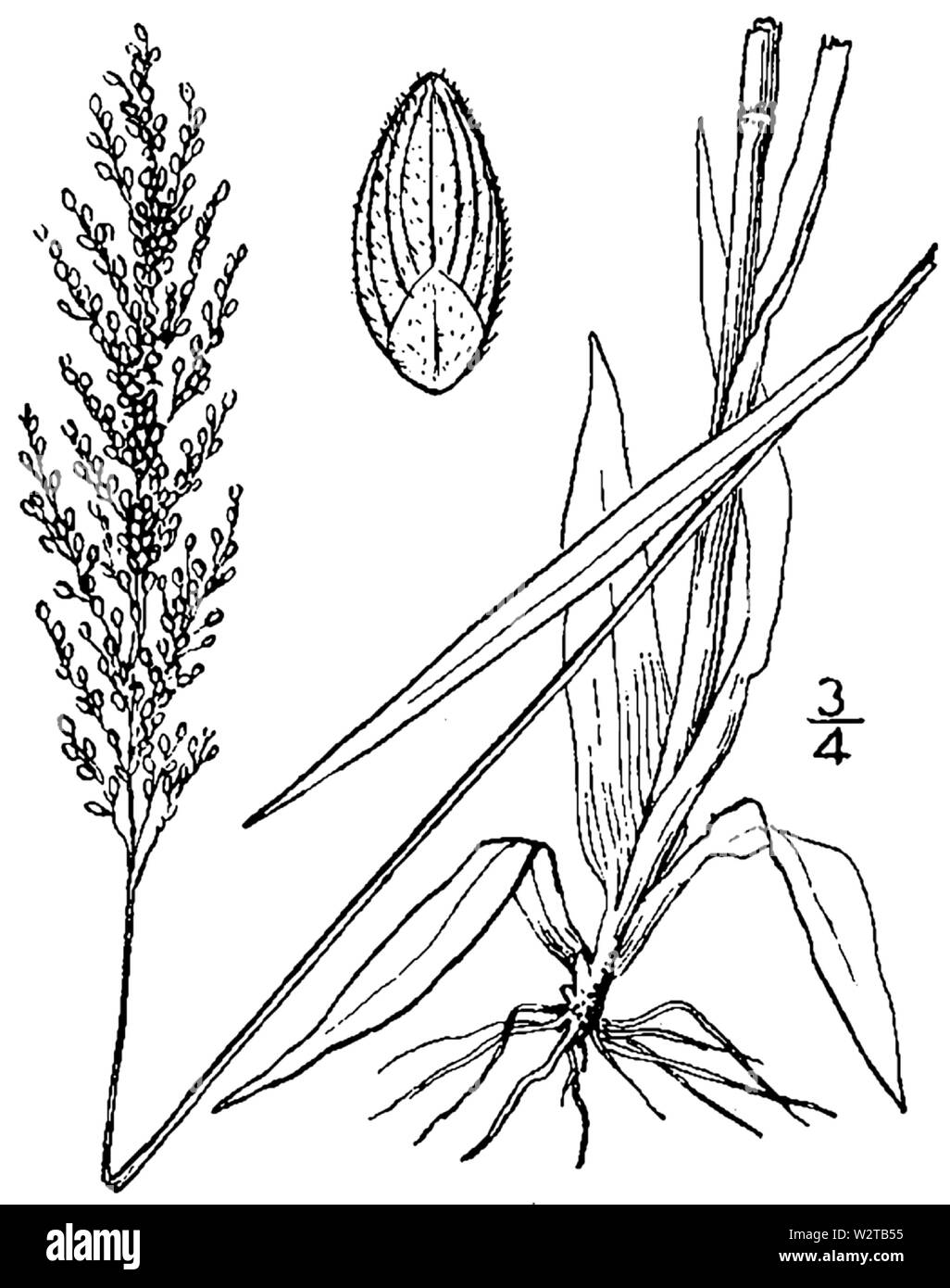 Dichanthelium acuminatum var Densiflorum (wie Panicum spretum) BB 1946-1974 Stockfoto