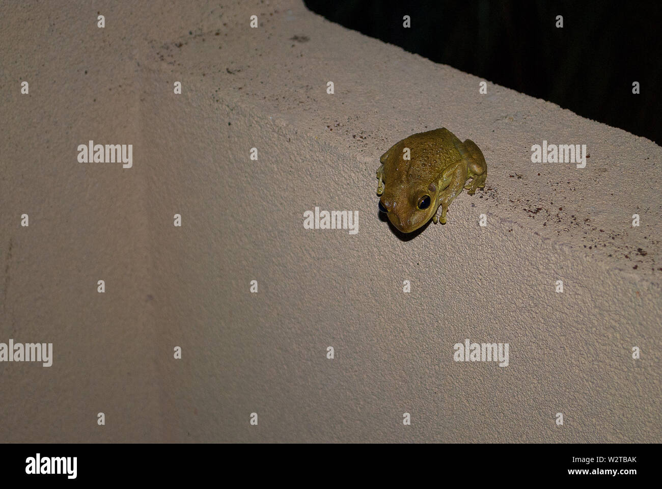 Grün Gelb wilde Frosch sitzt außerhalb Hotel Zimmer in den späten Abend in Kuba, Varadero. Stockfoto