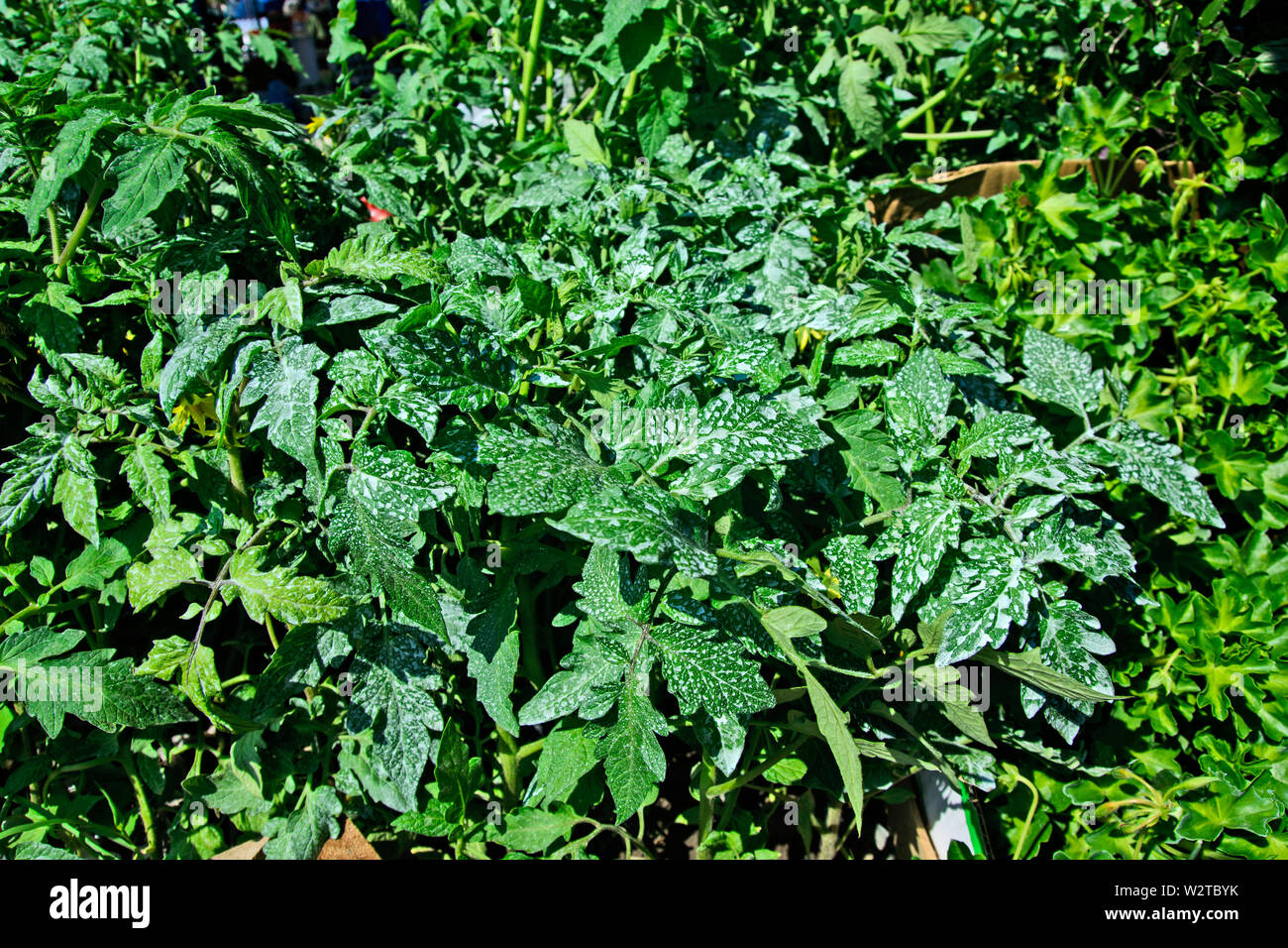 Jungen Tomatenpflanzen stehen auf dem Markt und für Kunden und Vertrieb warten. Stockfoto