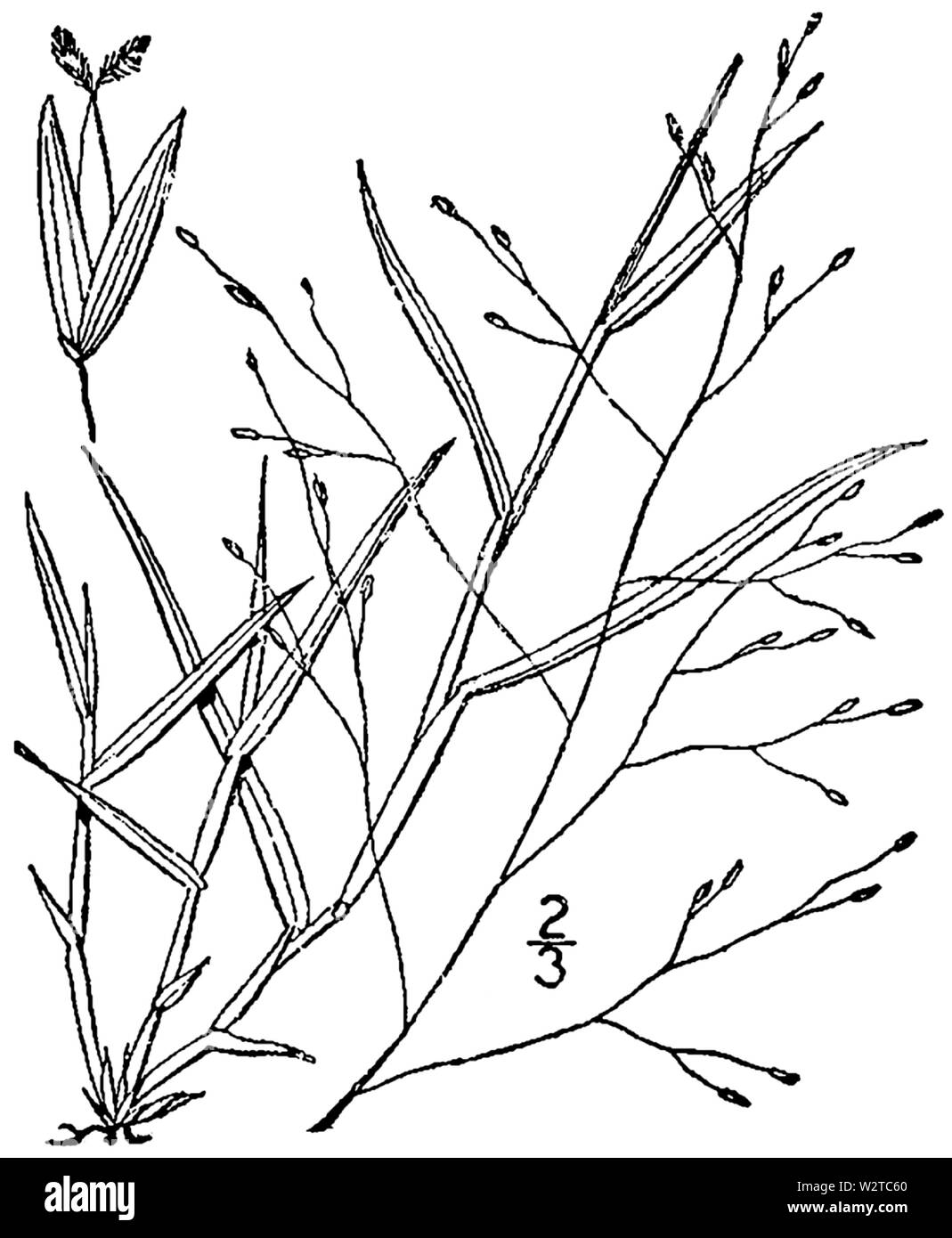 Digitaria cognata BB 1946-1974 Stockfoto