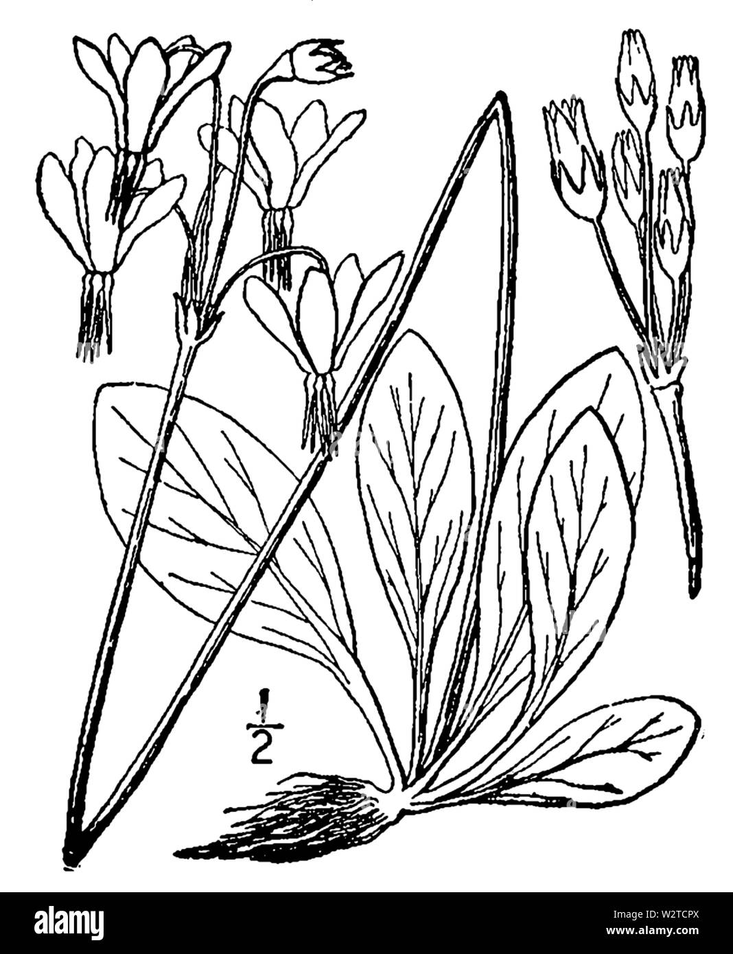 Abb. 0717. Dodecatheon meadia ab der zweiten Auflage eines illustrierten Flora der Norden der USA, Kanada und die britischen Besitzungen (New York, 1913) Stockfoto