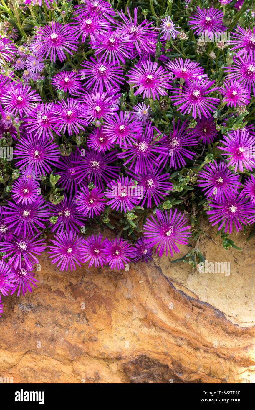 DELOSPERMA COOPERI ist eine mehrjährige Zwergpflanze, die in Südafrika heimisch ist. Er bildet einen dichten Rasen mit reichlich, langanhaltender Blüte. Immergrüne Sukkulenz mit lebendigen, dunkelviolett-rosa, Gänseblümchen-ähnlichen Blumen. Ideal für heiße, trockene Gärten und Felsgesteine Stockfoto