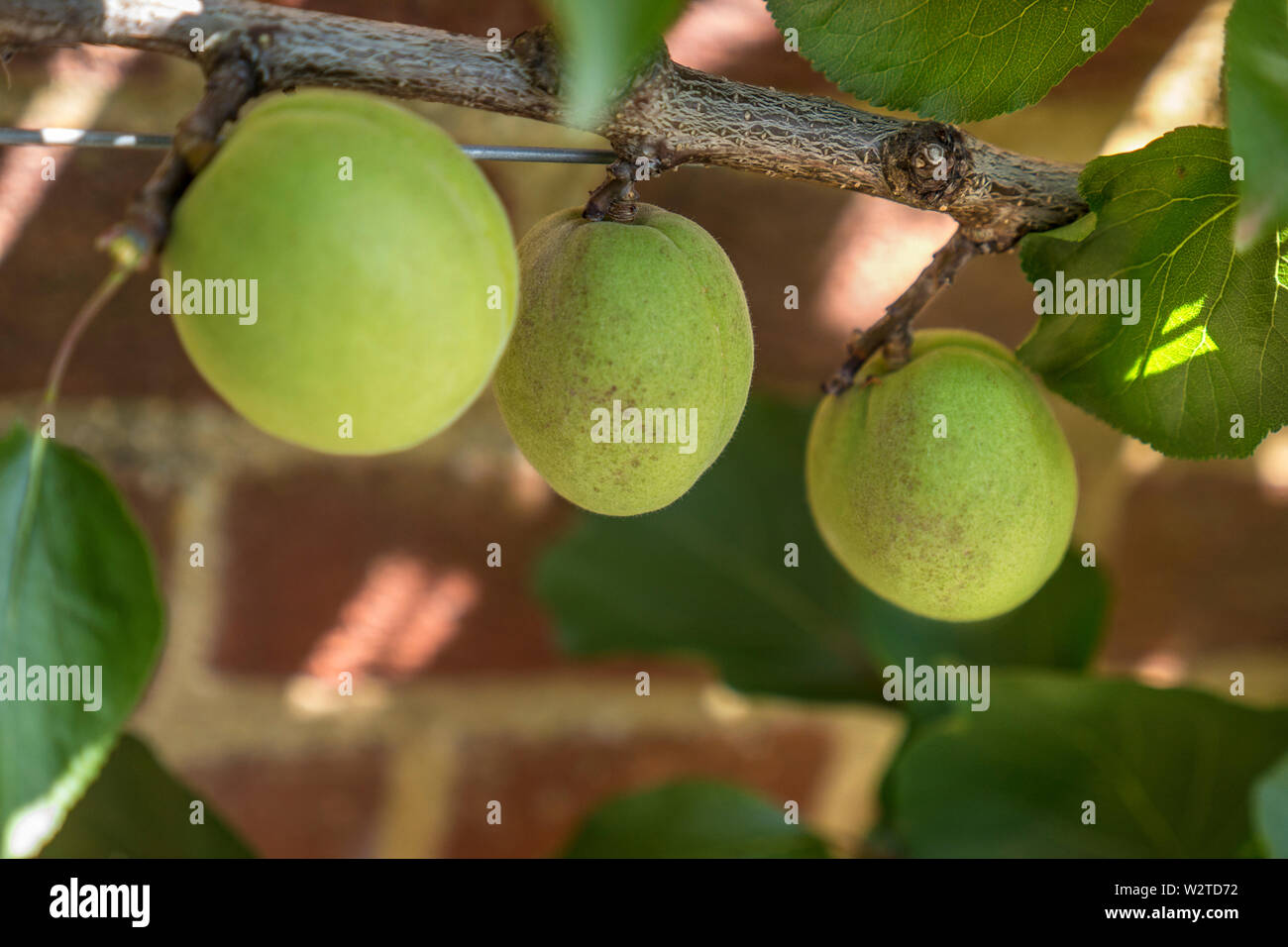Aprikosenbaum 'Flavorcot' Prunus Armeniaca 'Flavorcot' (syn. 'Bayato') Frühjahr Wachstum Reifung in dappled Sun, Aprikosen als Fan auf einem Süd- bzw. Süd-west-Wand ausgebildet. Stockfoto