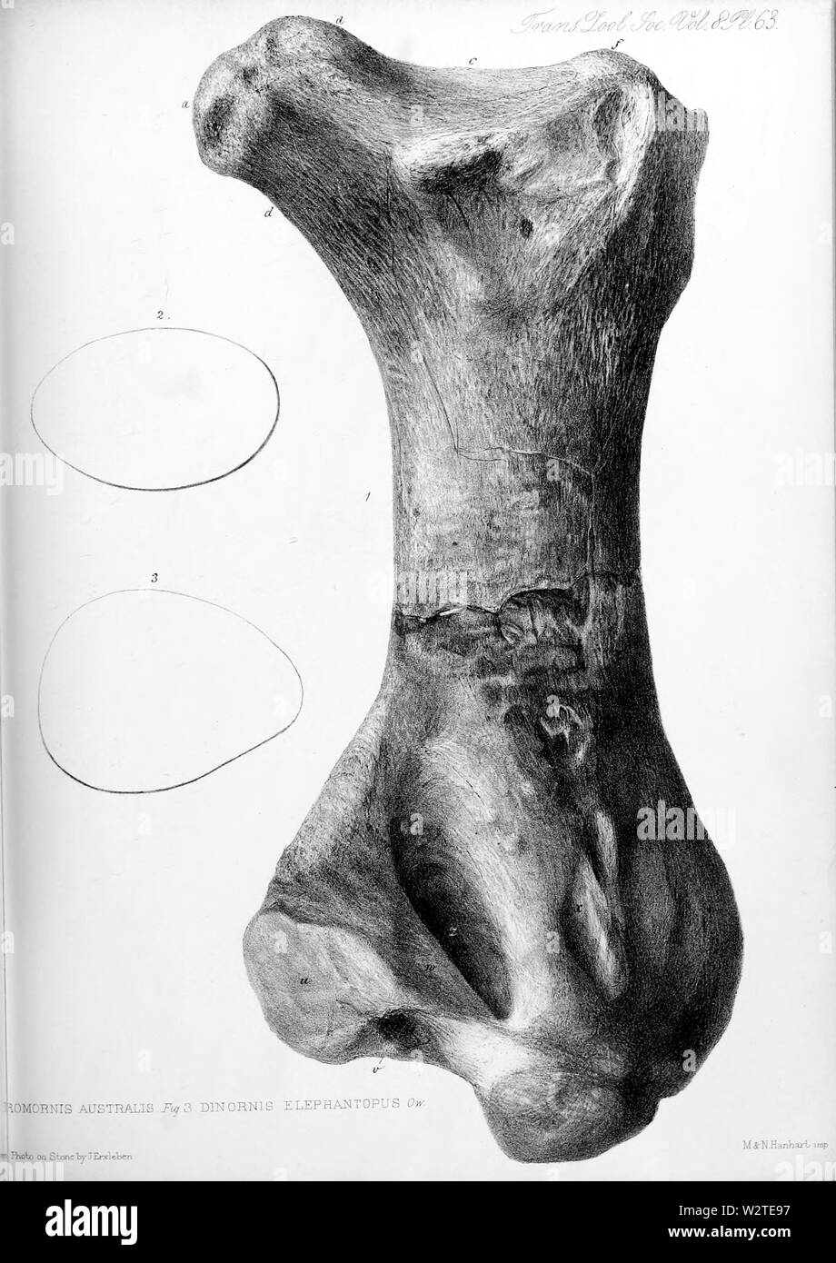 Dromosaurus australis pl 33 1874 Stockfoto