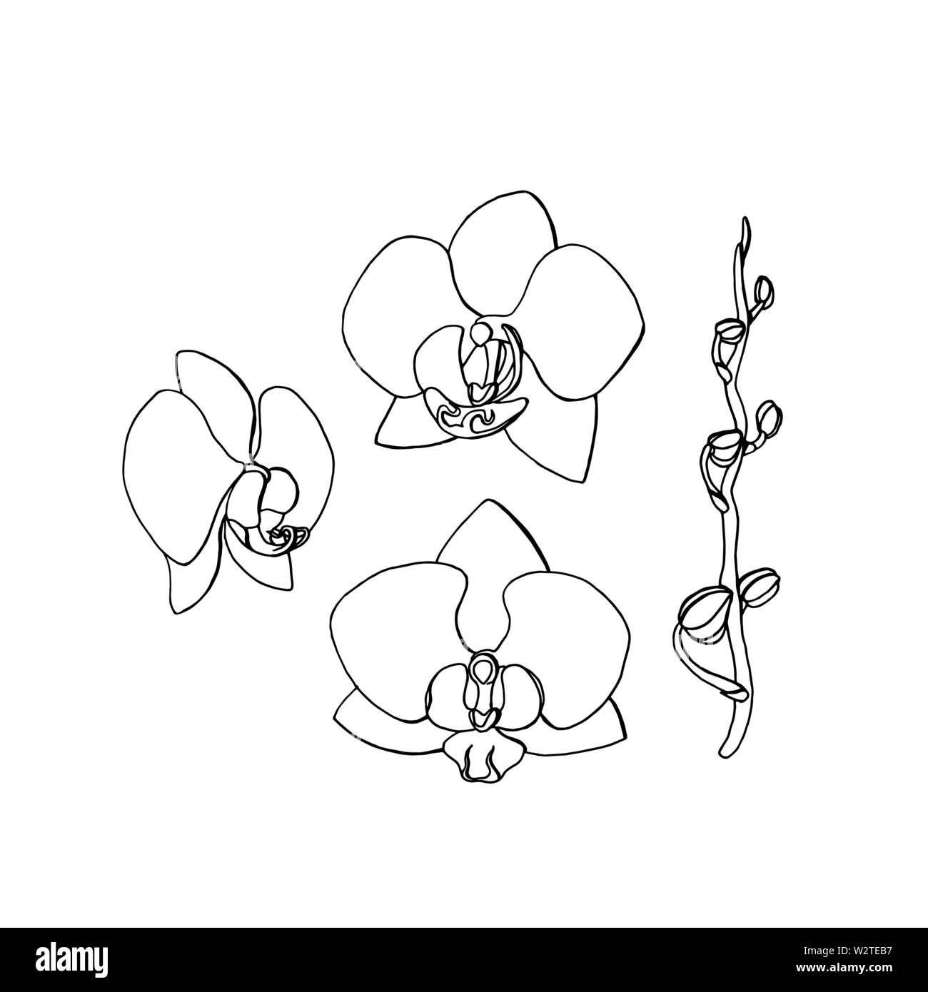 Hand gezeichnet Orchideenblüte. Floral Design Element isoliert auf weißem Hintergrund. Vektor Illustration. Stock Vektor